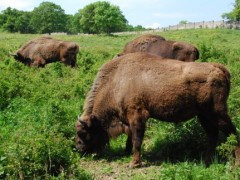 27 03 2012 02 39 40 crop